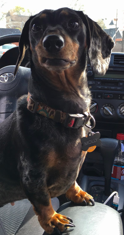 Molly the dachshund 2